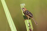 Golden-headed Cisticola